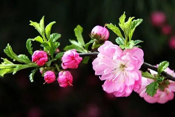 榆叶梅是什么植物，是蔷薇科李属植物