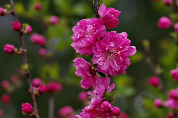 榆叶梅是什么植物，是蔷薇科李属植物