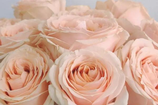 香槟玫瑰的花语，寓意爱上你是我的幸福、我只钟情你一个等