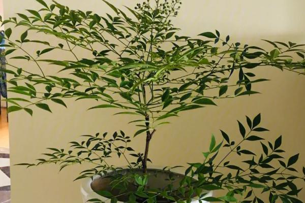 南天竹种子可以直接播种吗，成熟后采摘的种子可播种