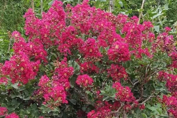 怎么养百日红花，需要保持盆土湿润