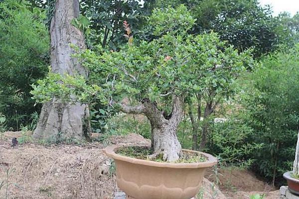 杨梅盆栽种植方法，选择在其休眠期进行种植