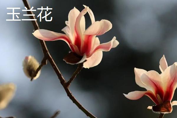 古旱莲与玉兰花的区别，花期及花色不同