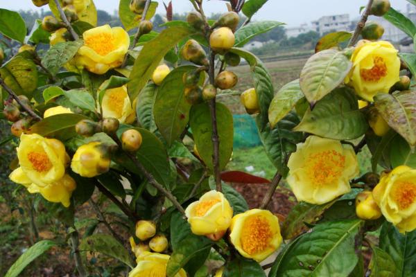 金花茶的养殖方法，需根据植株的生长状态进行施肥