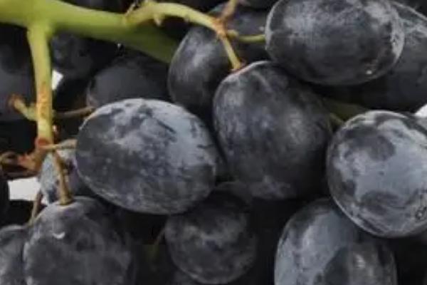 黑色的水果有哪些，常见的有桑葚、黑加仑、黑石榴等