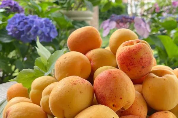 是什么杏子，有垂枝杏、山杏和大扁杏等其他品种