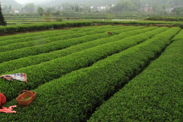茶叶树的种植技术，栽种前要对土壤深翻两次