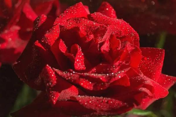 52朵红玫瑰的花语，寓意终爱一生、我喜欢你等