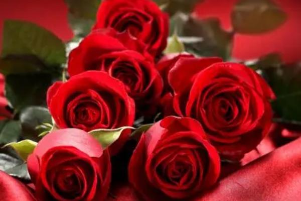 52朵红玫瑰的花语，寓意终爱一生、我喜欢你等