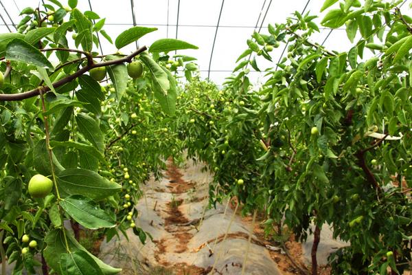 枣树的繁殖方法，最常见的是播种法