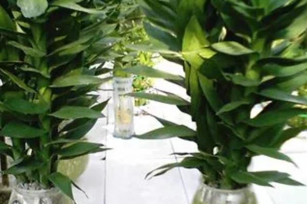 水培竹子的养殖方法，要根据季节调节换水频次