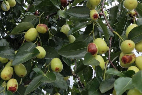 枣树的繁殖方法，最常见的是播种法