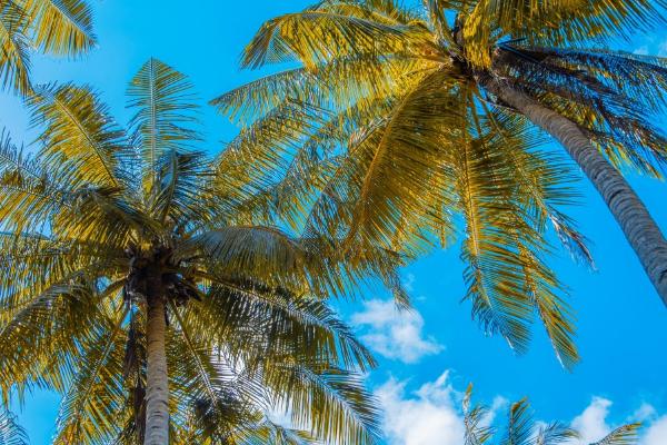 椰子树的施肥方法，施肥要适度适量