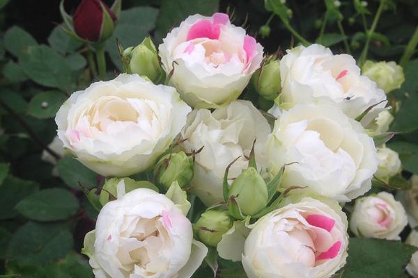 白色带粉边玫瑰是什么品种，可能是白桃草莓冻糕或爱莎玫瑰等