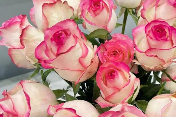 白色带粉边玫瑰是什么品种，可能是白桃草莓冻糕或爱莎玫瑰等