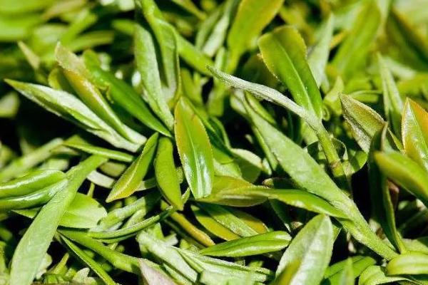 杭州龙井是绿茶吗，杭州龙井茶属于绿茶