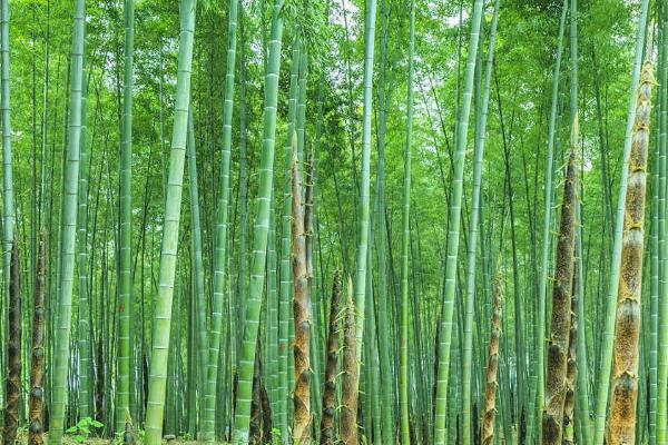 竹子能不能直接挖根栽种，3月份可挖根种植