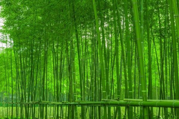竹子有哪些品种，常见的有箭竹、四季竹、慈竹等