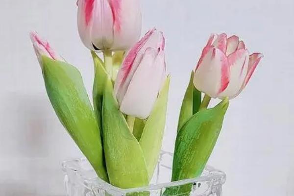 冬天水培郁金香会开花吗，为其提供充足的阳光可以开花