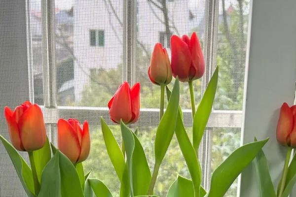 冬天水培郁金香会开花吗，为其提供充足的阳光可以开花