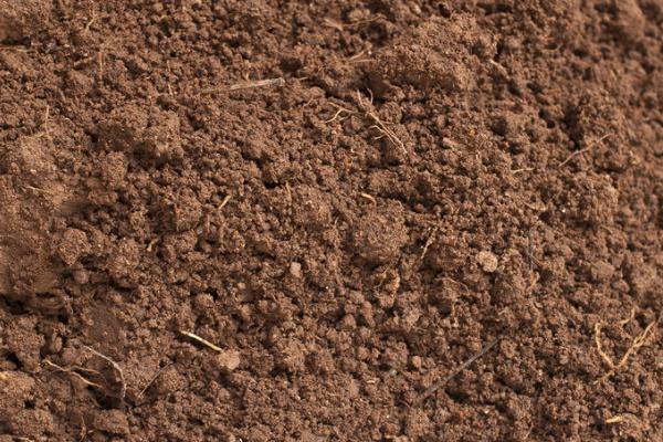 水草泥可以种兰花吗，可以且效果不错