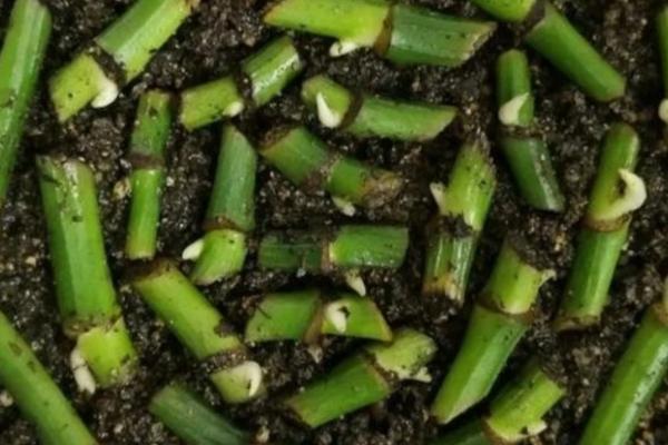 绿萝剪下来可以直接种土吗，剪下来就能直接种植在土壤里