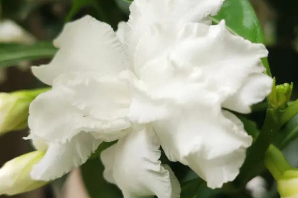 开白花的植物有哪些，常见的有栀子花、狗牙花等
