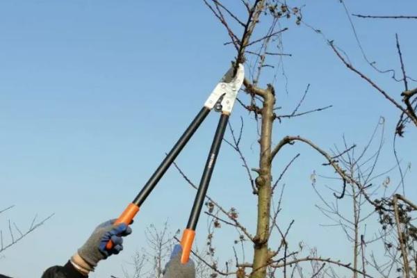 怎么修剪三年桃树，夏季修剪主要是对枝条进行摘心处理