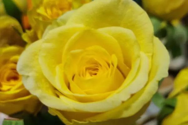 黄玫瑰的花语，寓意友谊天长地久、消逝的爱等