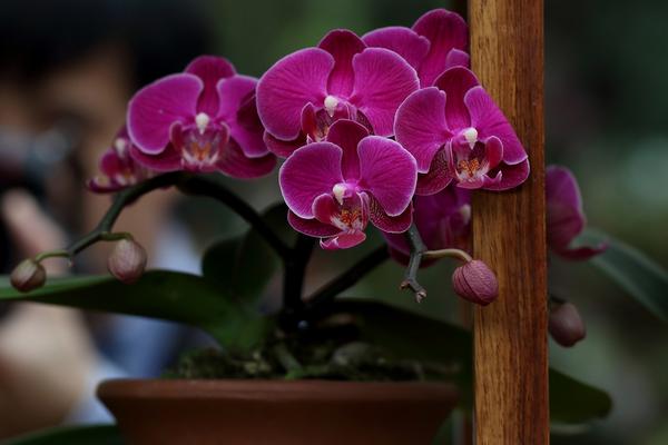 蝴蝶兰适合用什么花盆，多孔的陶瓷盆或者紫砂盆为佳