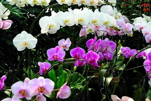 蝴蝶兰适合用什么花盆，多孔的陶瓷盆或者紫砂盆为佳