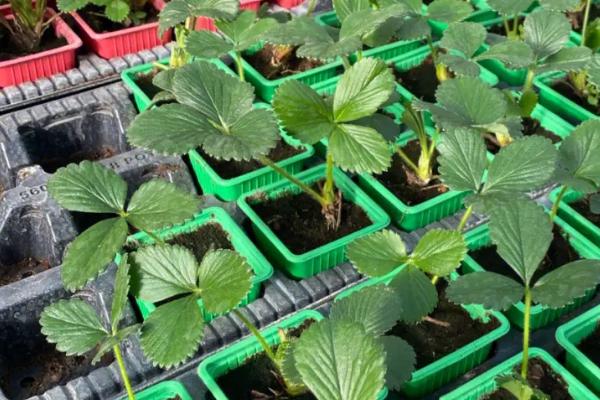草莓育苗盘育苗技术，育苗盘放置10-15℃的温室中