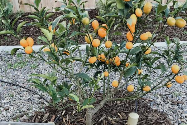金枣树能不能在室内养殖，放在有光照的室内位置养殖