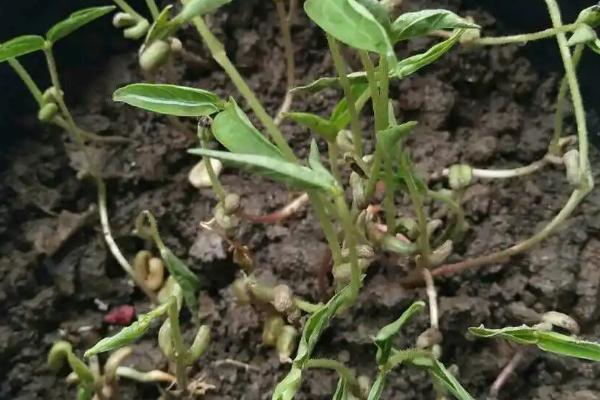 绿豆种花盆里能不能长大，可以种在花盆中但需要保持环境湿润