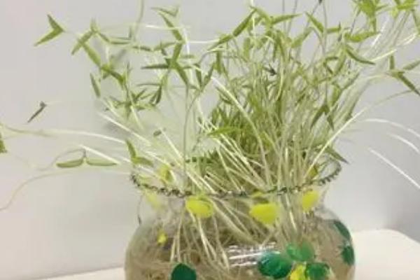 绿豆种花盆里能不能长大，可以种在花盆中但需要保持环境湿润