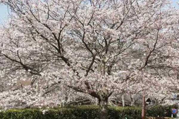 樱花树如何养殖，适宜生长的温度在25℃左右