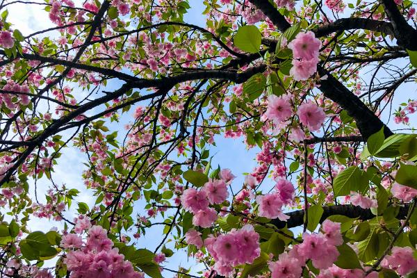 樱花树如何养殖，适宜生长的温度在25℃左右