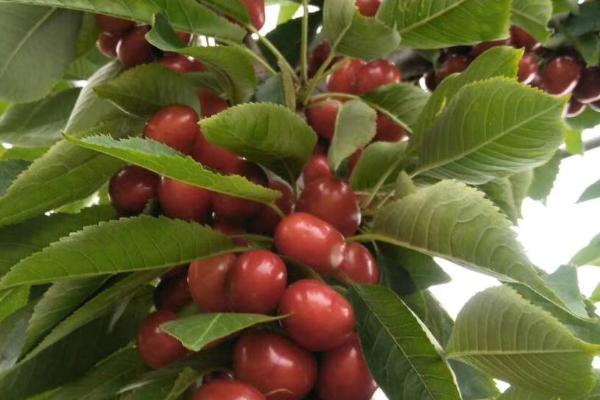 瑞德大樱桃品种介绍，从美国引进的品种