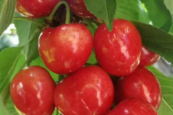 瑞德大樱桃品种介绍，从美国引进的品种