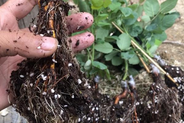 月季洗根后怎么养根，选择呈微酸性的肥沃砂质土壤