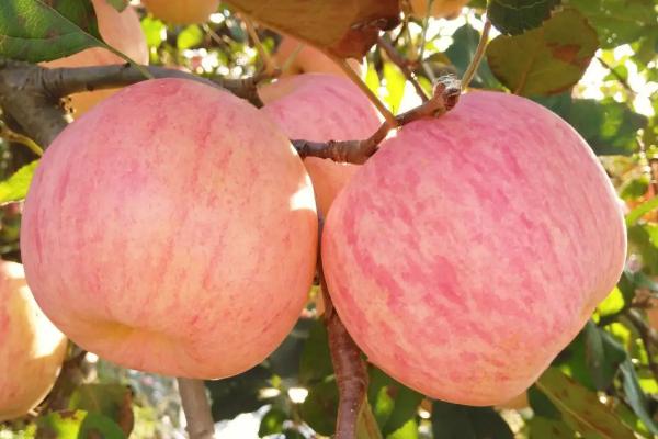 苹果的种类有哪些，常见的有红富士、乔纳金、嘎啦苹果等