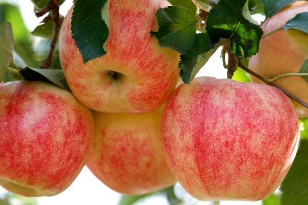 苹果的种类有哪些，常见的有红富士、乔纳金、嘎啦苹果等