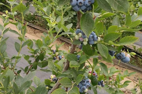 蓝莓苗什么时候栽合适，在春季的4-5月份进行