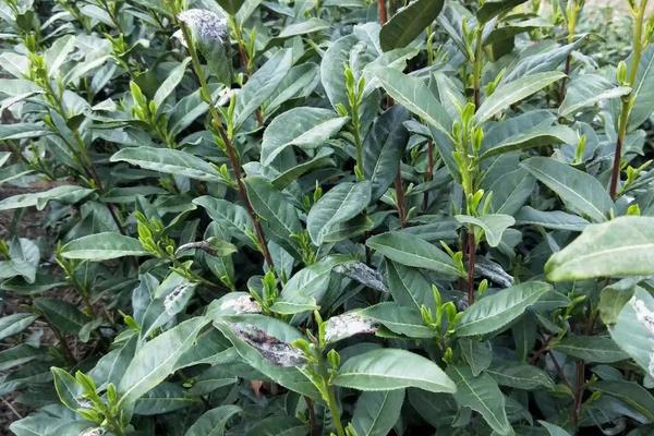 桐城小花属于什么茶，是绿茶中的一种