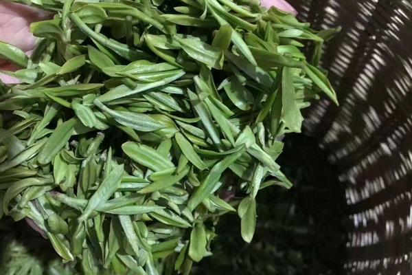 桐城小花属于什么茶，是绿茶中的一种
