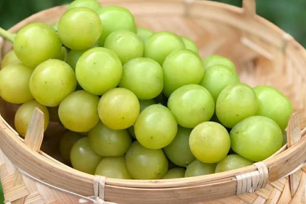 无籽葡萄是怎么种出来的，是因为品种的原因或在开花时进行无核化处理