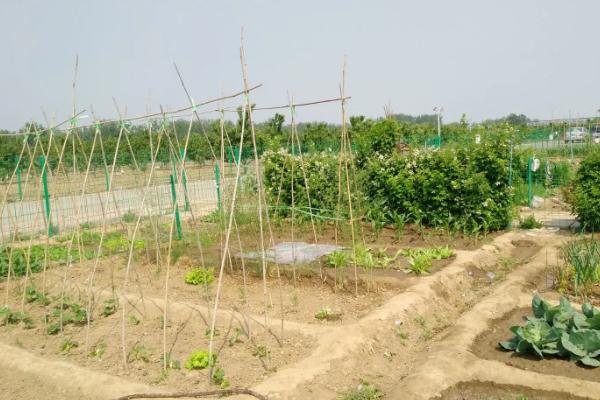 露地扁豆种植技术，种植前需温水浸种
