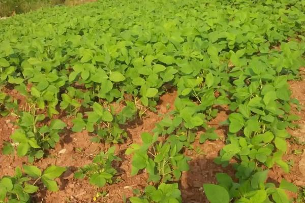 黄豆的种植技术，种植前要将土地中的杂物杂草等去除