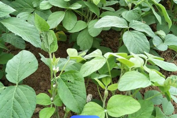 黄豆的种植技术，种植前要将土地中的杂物杂草等去除