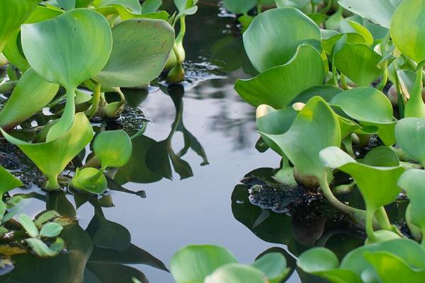 水葫芦是什么植物，是雨久花科、凤眼莲属浮水草本植物